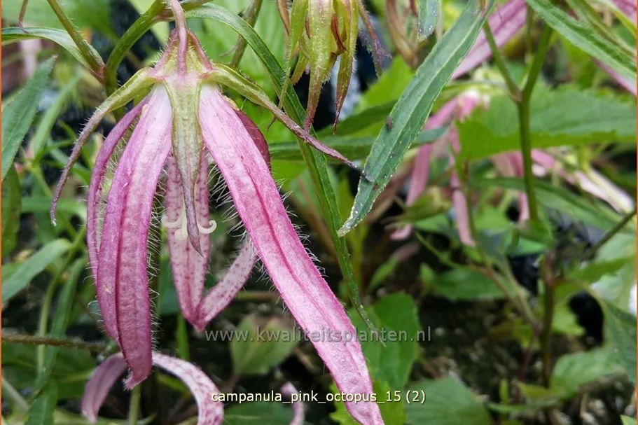 Campanula punctata 'Pink Octopus'®