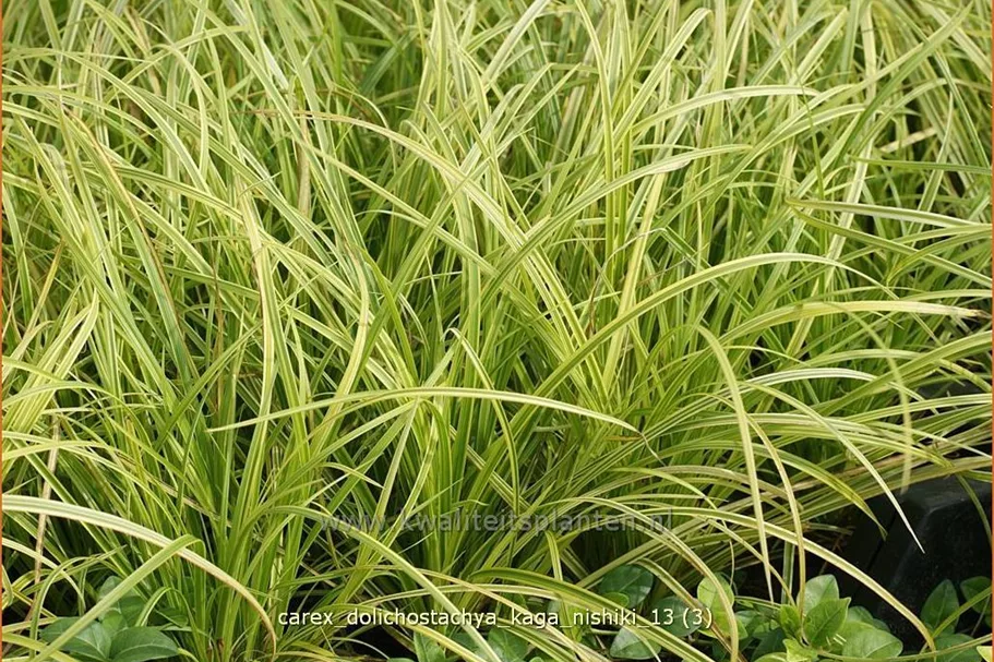 Carex dolichostachya 'Kaga-nishiki'