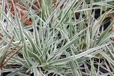 Briza media 'Russels'