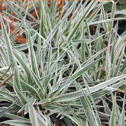 Briza media 'Russels'