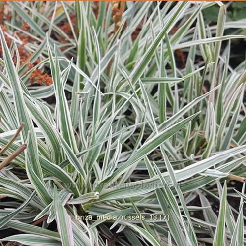 Briza media 'Russels'