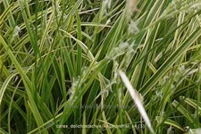 Carex dolichostachya 'Kaga-nishiki'