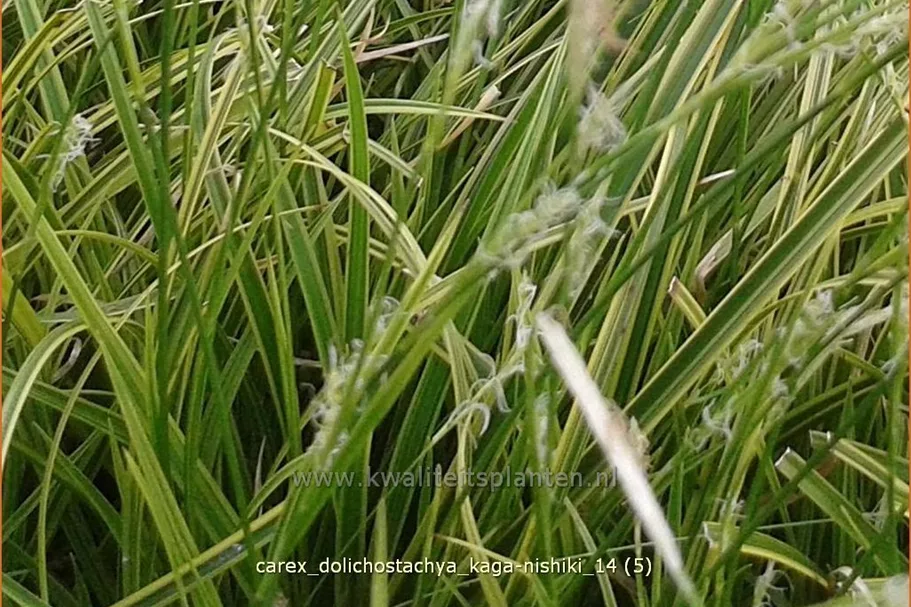 Carex dolichostachya 'Kaga-nishiki'