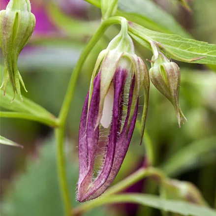 Campanula punctata 'Pink Octopus'®