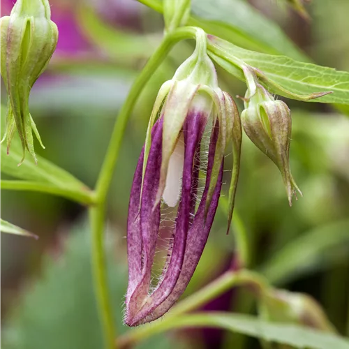 Campanula punctata 'Pink Octopus'®