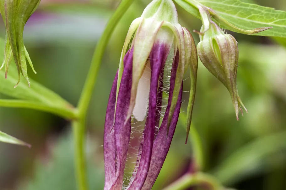 Campanula punctata 'Pink Octopus'®