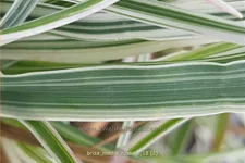 Briza media 'Russels'