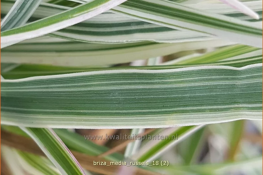 Briza media 'Russels'