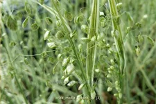 Briza media 'Russels'