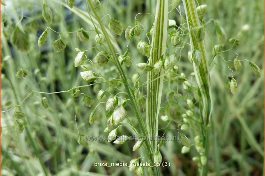 Briza media 'Russels'