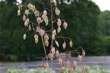 Briza media 'Russels'