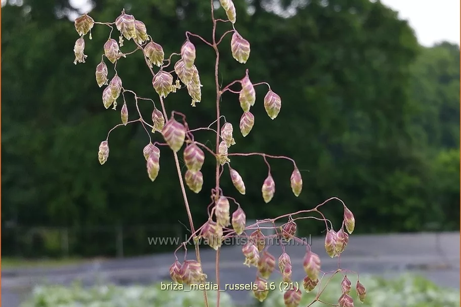 Briza media 'Russels'