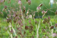 Briza media 'Russels'