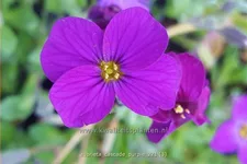 Aubrieta x cultorum 'Cascade Purple'