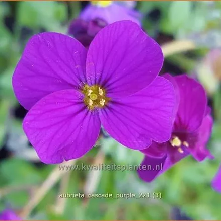 Aubrieta x cultorum 'Cascade Purple'