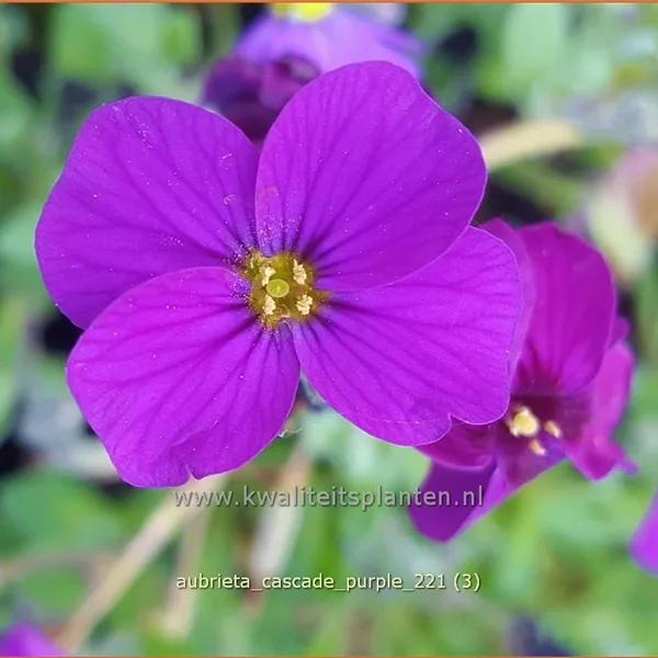 Aubrieta x cultorum 'Cascade Purple'