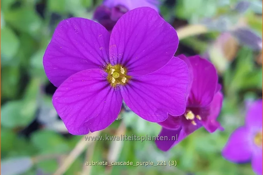 Aubrieta x cultorum 'Cascade Purple'