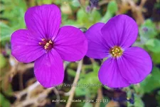 Aubrieta x cultorum 'Cascade Purple'