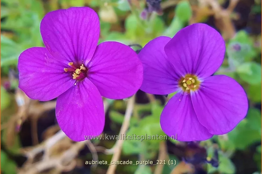 Aubrieta x cultorum 'Cascade Purple'