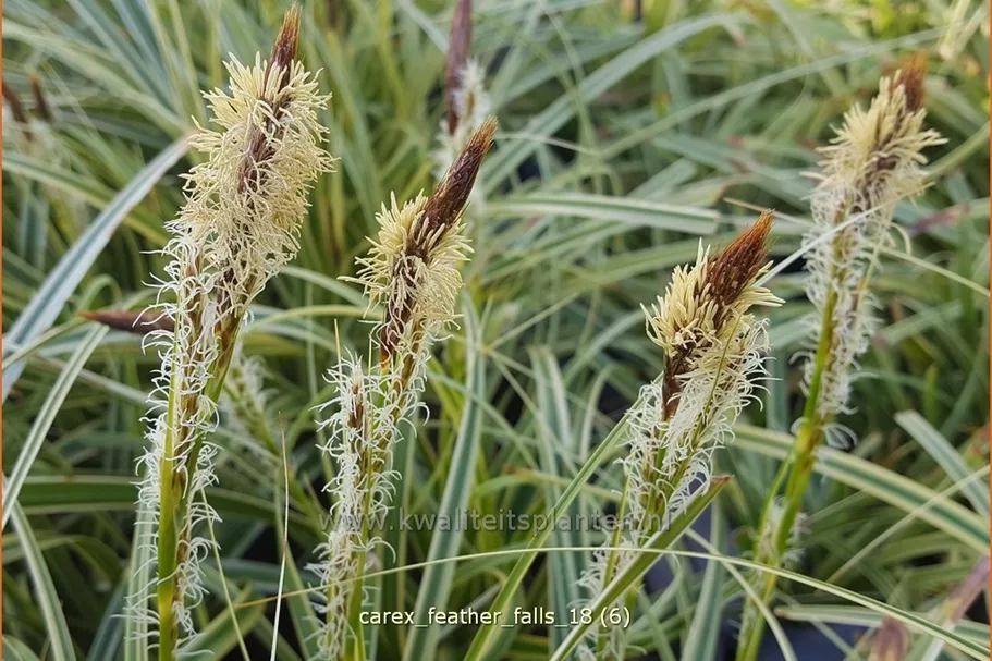 Carex 'Feather Falls'
