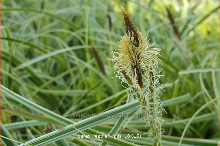 Carex 'Feather Falls'