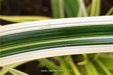 Carex 'Feather Falls'