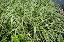 Carex 'Feather Falls'