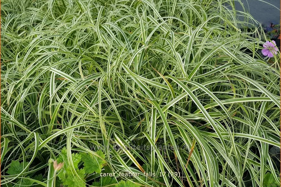 Carex 'Feather Falls'