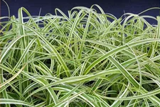 Carex 'Feather Falls'