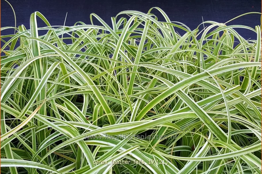 Carex 'Feather Falls'