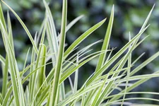 Carex 'Feather Falls'