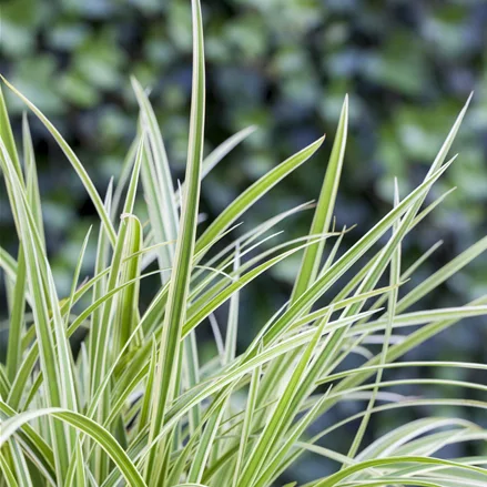 Carex 'Feather Falls'