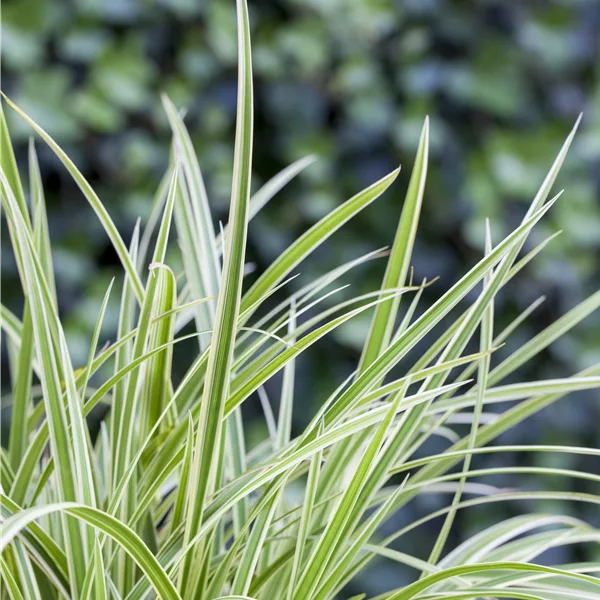 Carex 'Feather Falls'