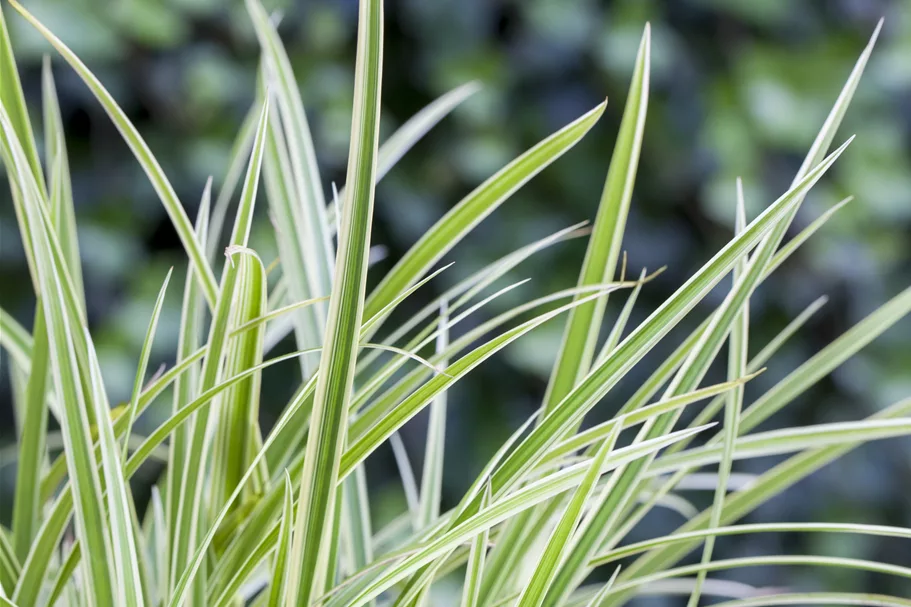 Carex 'Feather Falls'