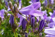 Campanula portenschlagiana