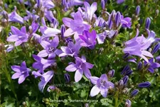 Campanula portenschlagiana