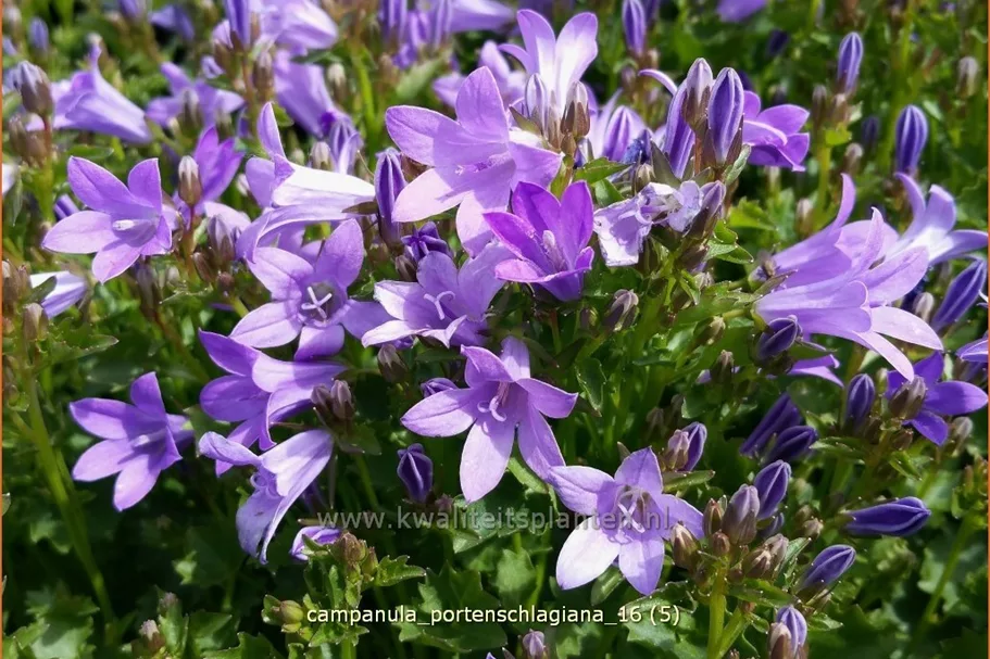 Campanula portenschlagiana