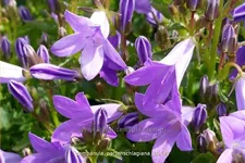 Campanula portenschlagiana