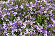 Campanula portenschlagiana