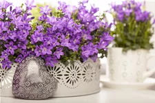 Campanula portenschlagiana