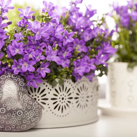 Campanula portenschlagiana