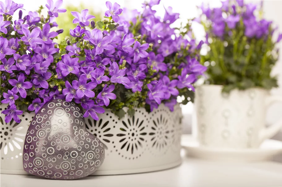 Campanula portenschlagiana