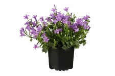 Campanula portenschlagiana