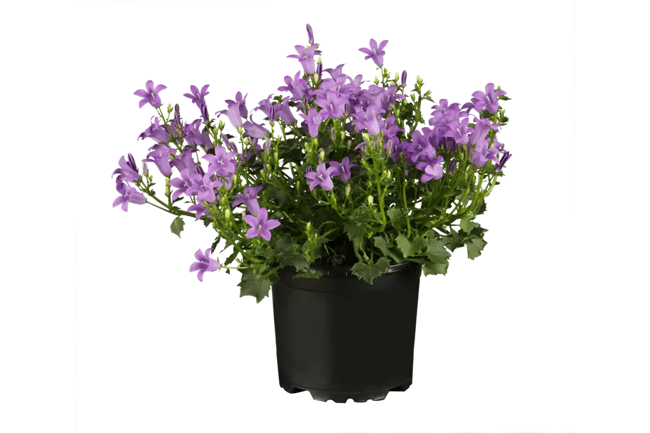 Campanula portenschlagiana