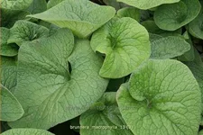 Brunnera macrophylla