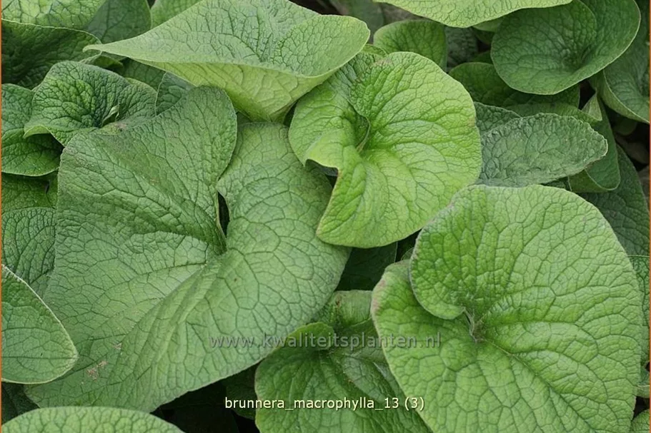 Brunnera macrophylla