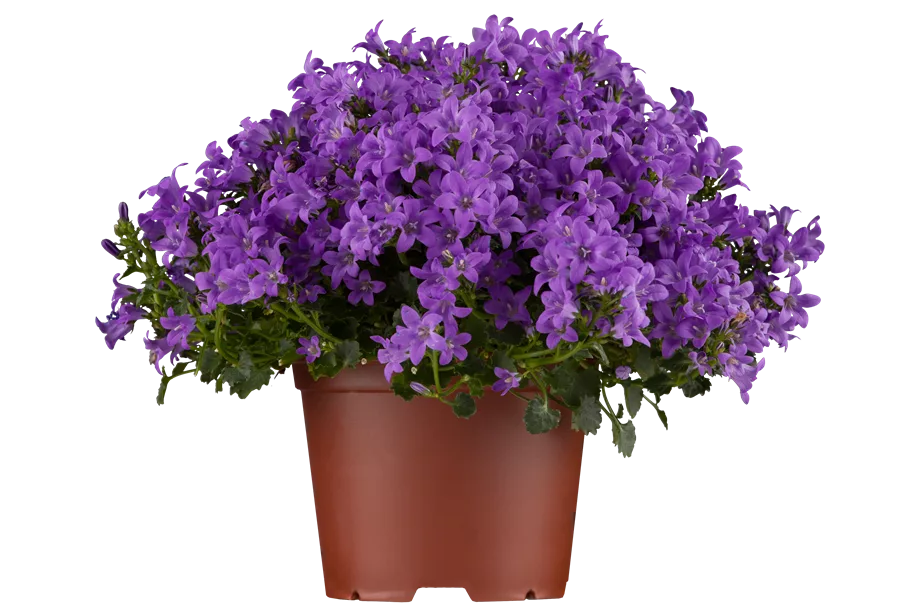 Campanula portenschlagiana