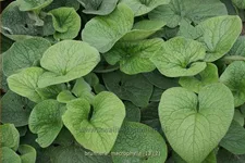 Brunnera macrophylla