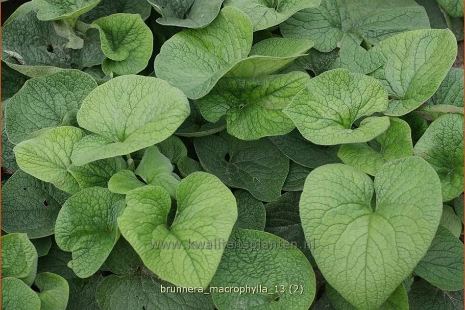 Brunnera macrophylla