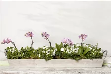 Campanula portenschlagiana